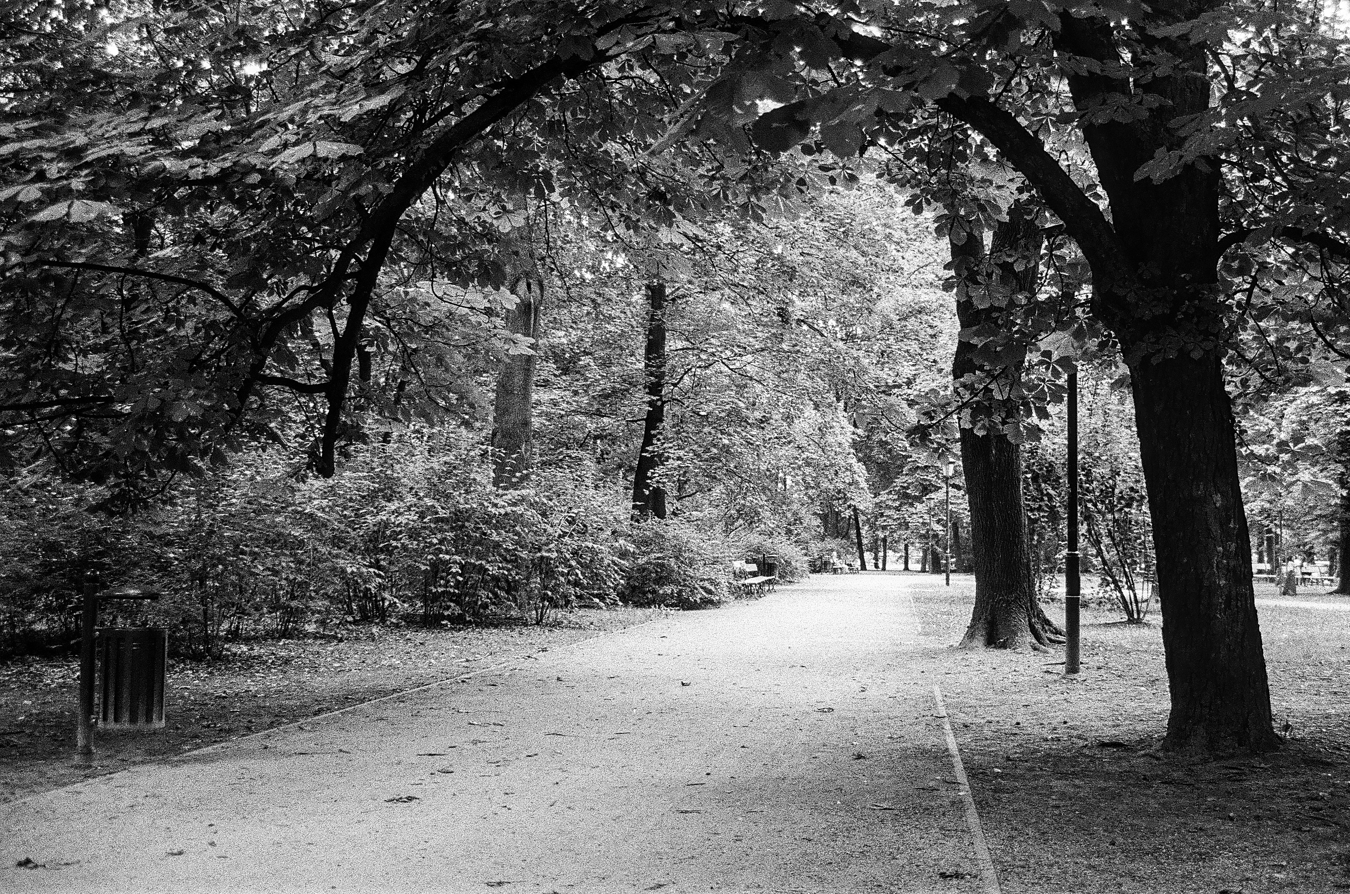 Park saski. Pentax SF7, Ilford Pan 400