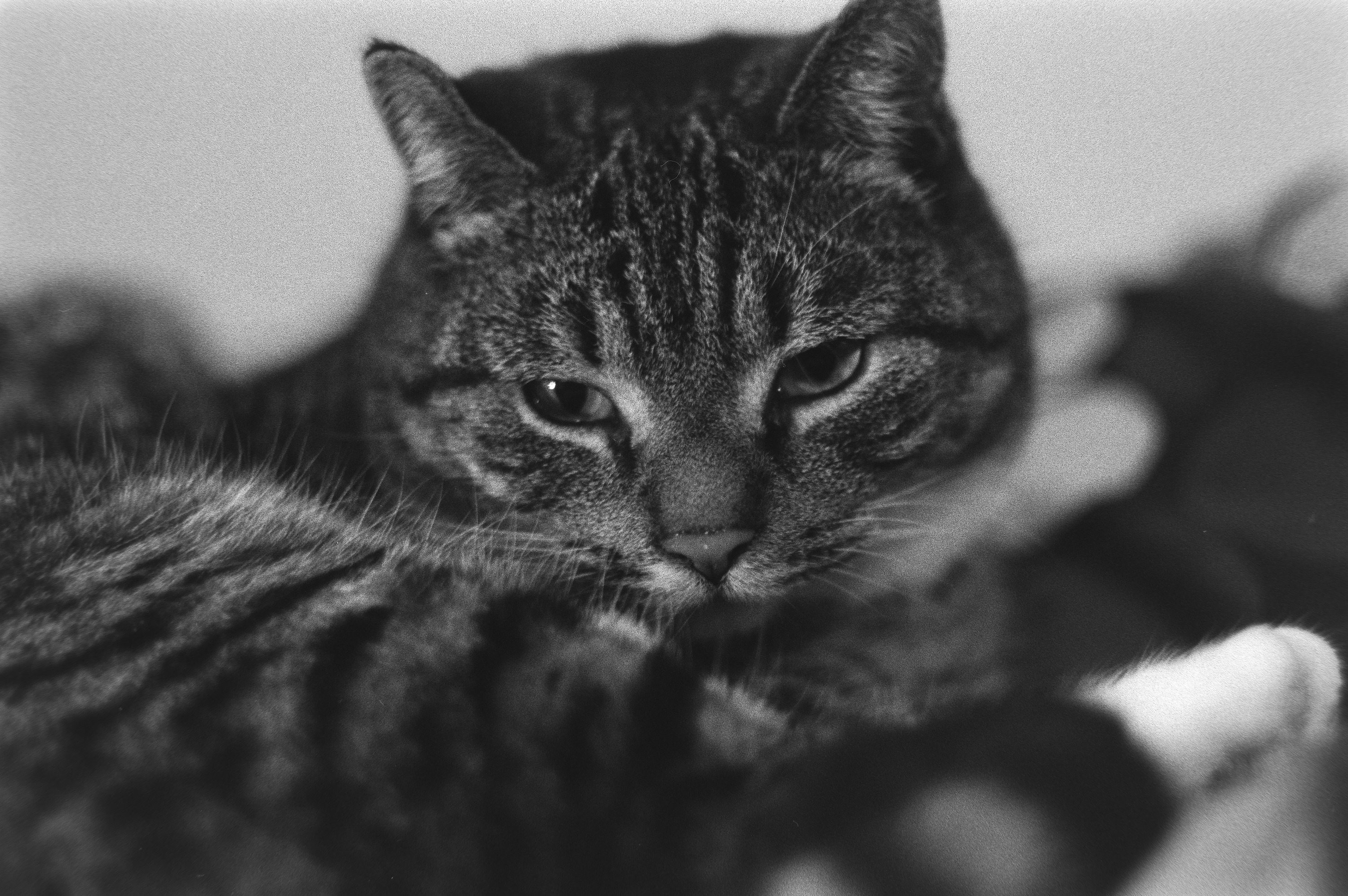 Koci Boss, Porst CTL, Fomapan 200