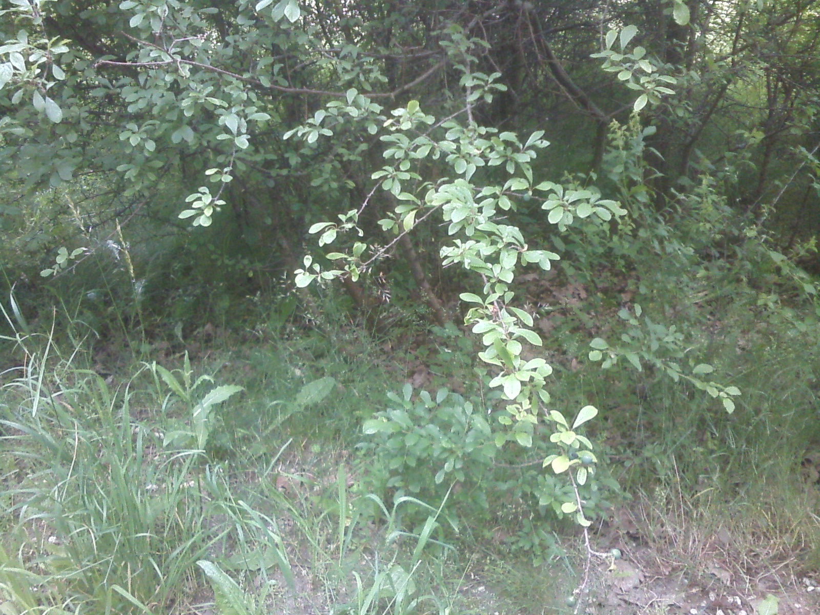 CAM00155.jpg