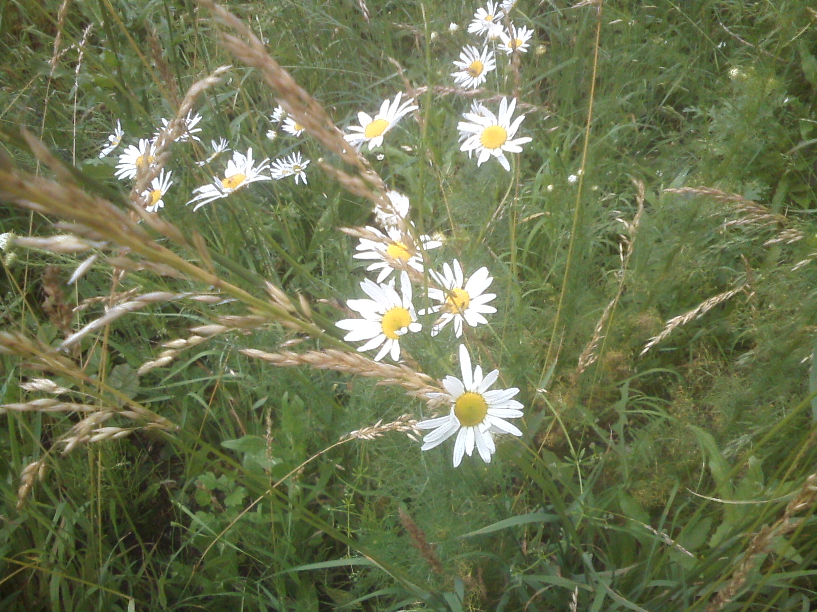 CAM00156.jpg