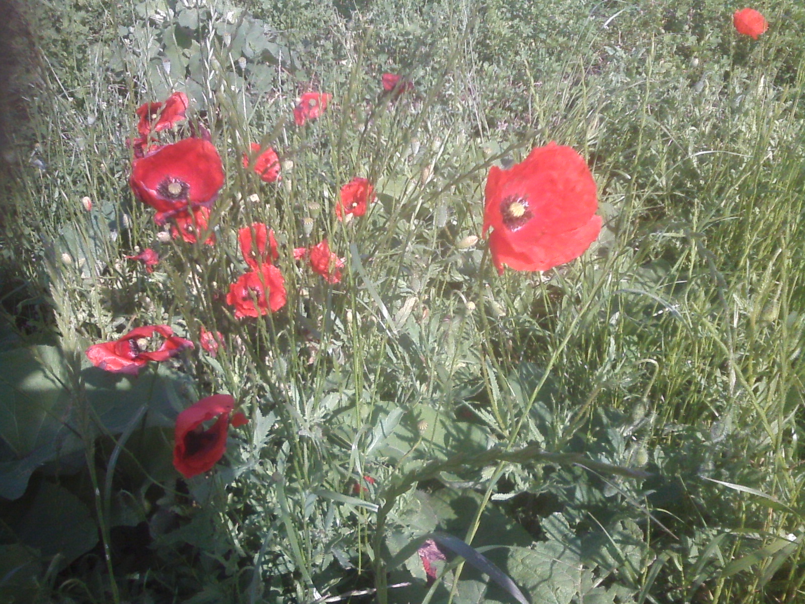 CAM00157.jpg