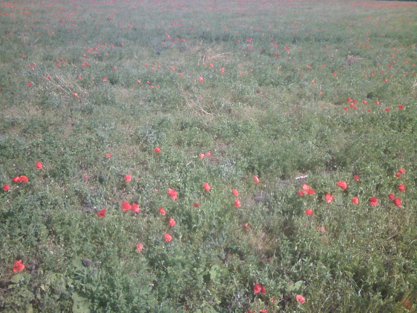 CAM00158.jpg